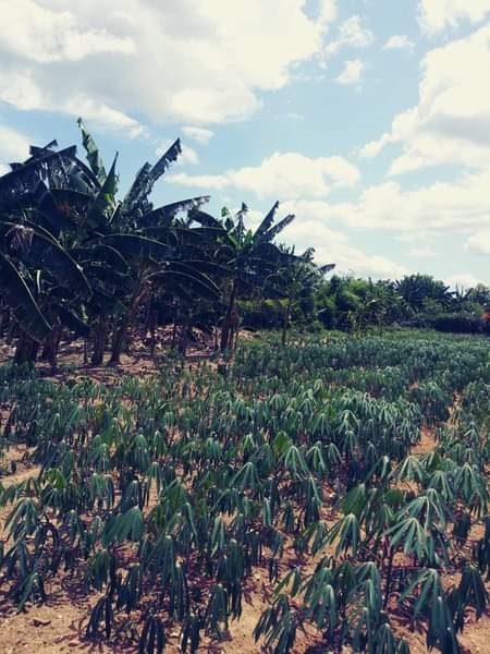 En nuestro centro está listo el huerto para mejorar la calidad de la alimentación muchas Felicidades a Camilo y demás trabajadores por mantenerlo limpio y hermoso #Cuba #CubaMined #dmemanati #EducacionEspecialLasTunas #EducacionProvincialLasTunas <a href="/DiazCanelB/">Miguel Díaz-Canel Bermúdez</a> <a href="/RafelAngelGonz1/">Rafel Angel González Rodríguez</a>