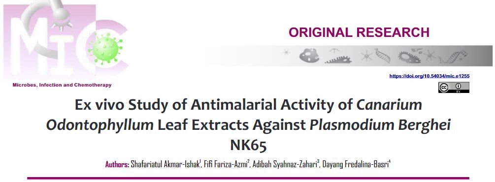journalmic's tweet image. Akmar-Ishak et al found extracts from Canarium odontophyllum leaves to be effective on Plasmodium berghei NK65 using the Plasmodium lactate dehydrogenase (pLDH) assay and the SYBR green I fluorescence assay. 
acortar.link/j4kssR
Publish with us.