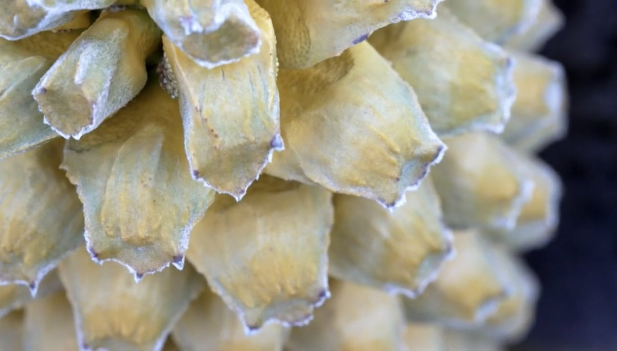 Did you know Henry Huntington avidly collected cycads? 

See how scientists today at the Huntington are studying cycad genetics, tracking their evolution and contributing to their conservation, in our newest video!
youtu.be/jMWG1HriMDg