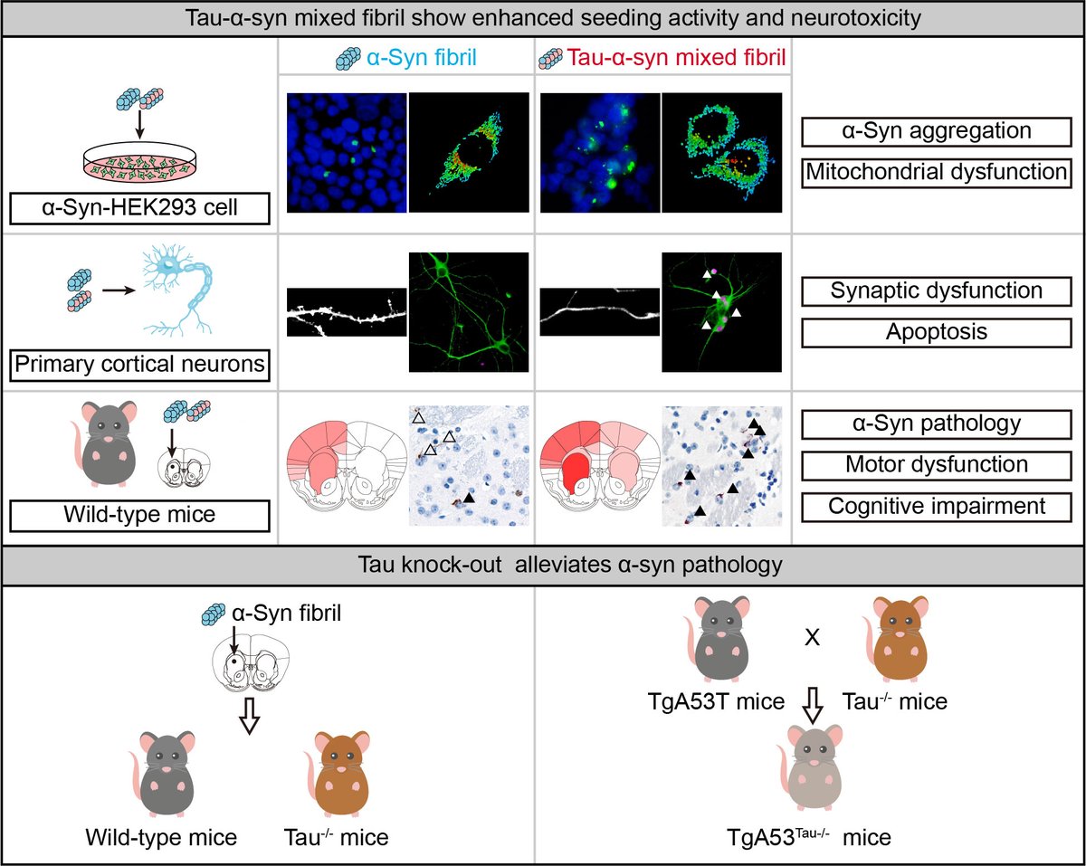 Tau deposits are common in the brains of patients with Parkinson's disease; however, the role of tau in the disorder remains unclear. Pan et al. show that tau binds α-synuclein and promotes its aggregation, contributing to the onset of Parkinson’s disease. bit.ly/3Na8hNV