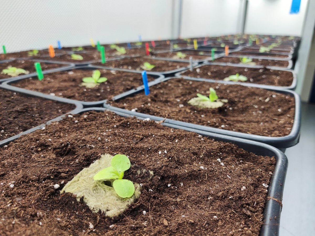 LettuceKnow's tweet photo. Friday of transplanting! What a better day to start the weekend than working together in transferring hundreds of these cute lettuce :) #LettuceKnow #LettuceCollaborate https://t.co/yVhvW3hVlC