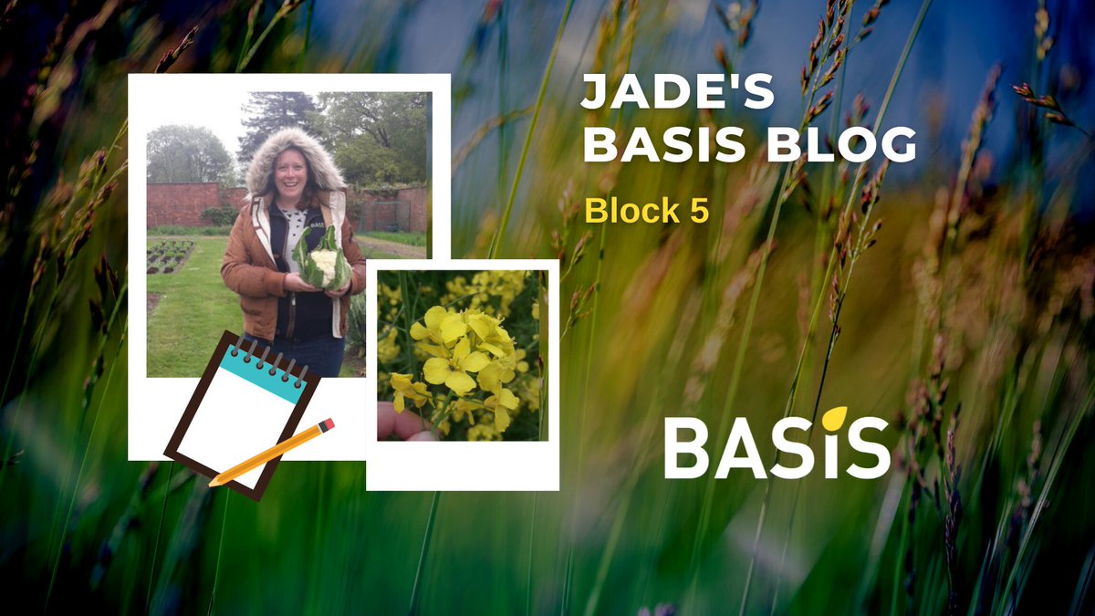 BASISRegLtd's tweet photo. It has now been over 5 months since @JadePrinceAg started her training for the @BASISRegLtd Certificate in Crop Protection at @unilincoln @GoodgerSimon
During block 5 she covered the last sections of new content๐ฑ
Check #JadesBASISBlog here https://t.co/qhkJGv3Bom https://t.co/dOPSDQNzu2