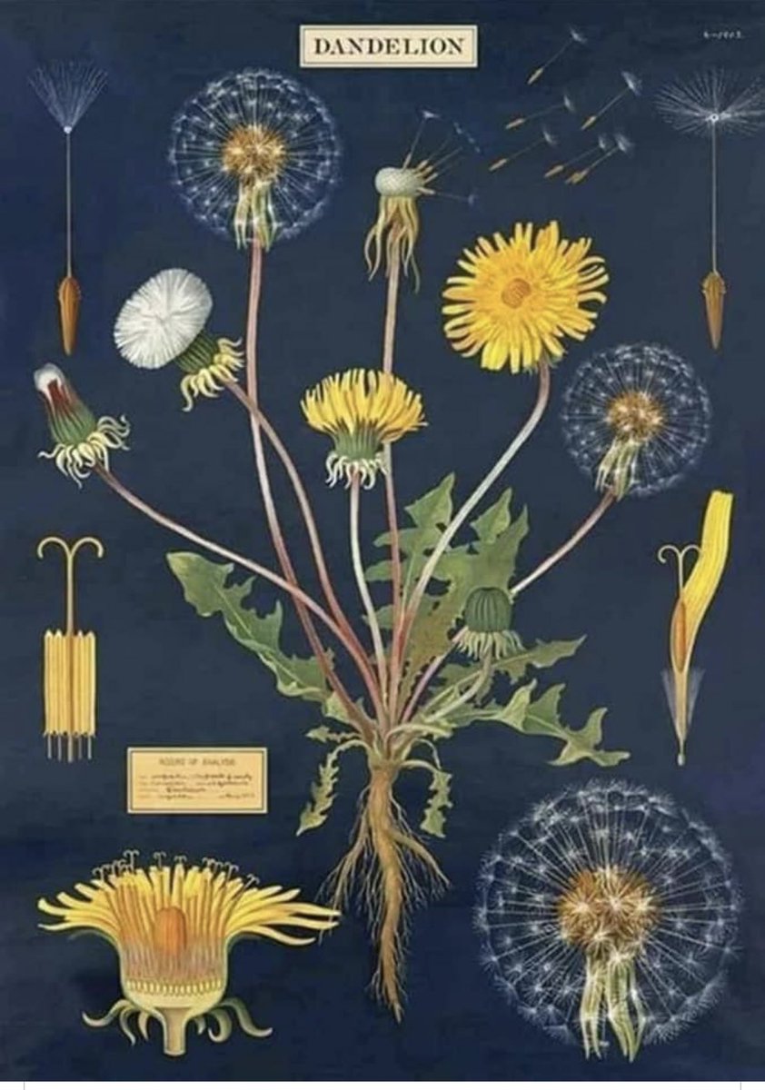 Emma Bearman tweet media