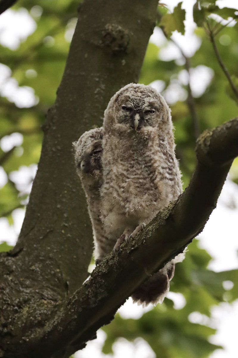 Third lot of Tawny Owlets I’ve seen in the past two weeks 😍 
Thanks to @Gee7128 for the tip off!! 

#TwitterNatureCommunity #tawnyowl #owls #birds #BirdsSeenIn2022 #photography #BBCWildlifePOTD <a href="/BBCSpringwatch/">BBC Springwatch</a>