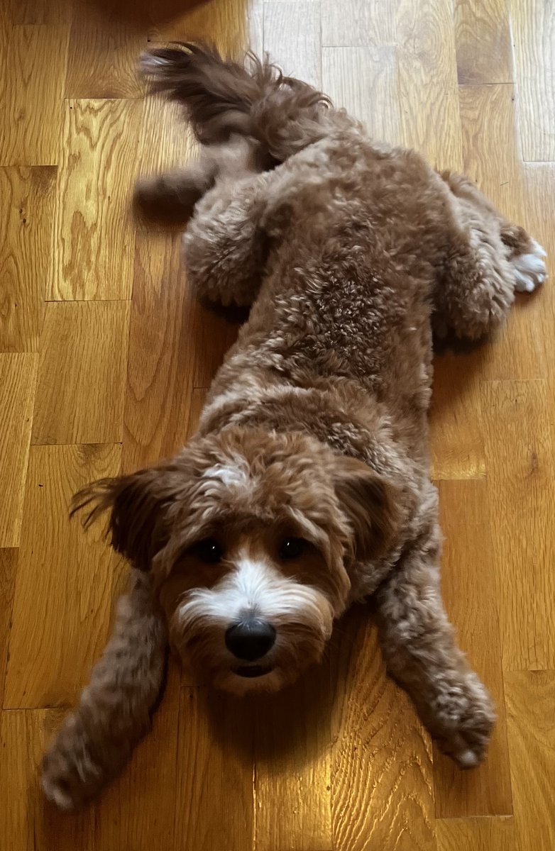 "The idea of these therapy dogs is to give students a chance to take a mindful minute and hug a puppy.  
If students are anxious, stressed, or just need a moment to decompress, these therapy dogs will be available to pet and hug."

— Dan Pounds, BSD

tinyurl.com/4twcxwyk