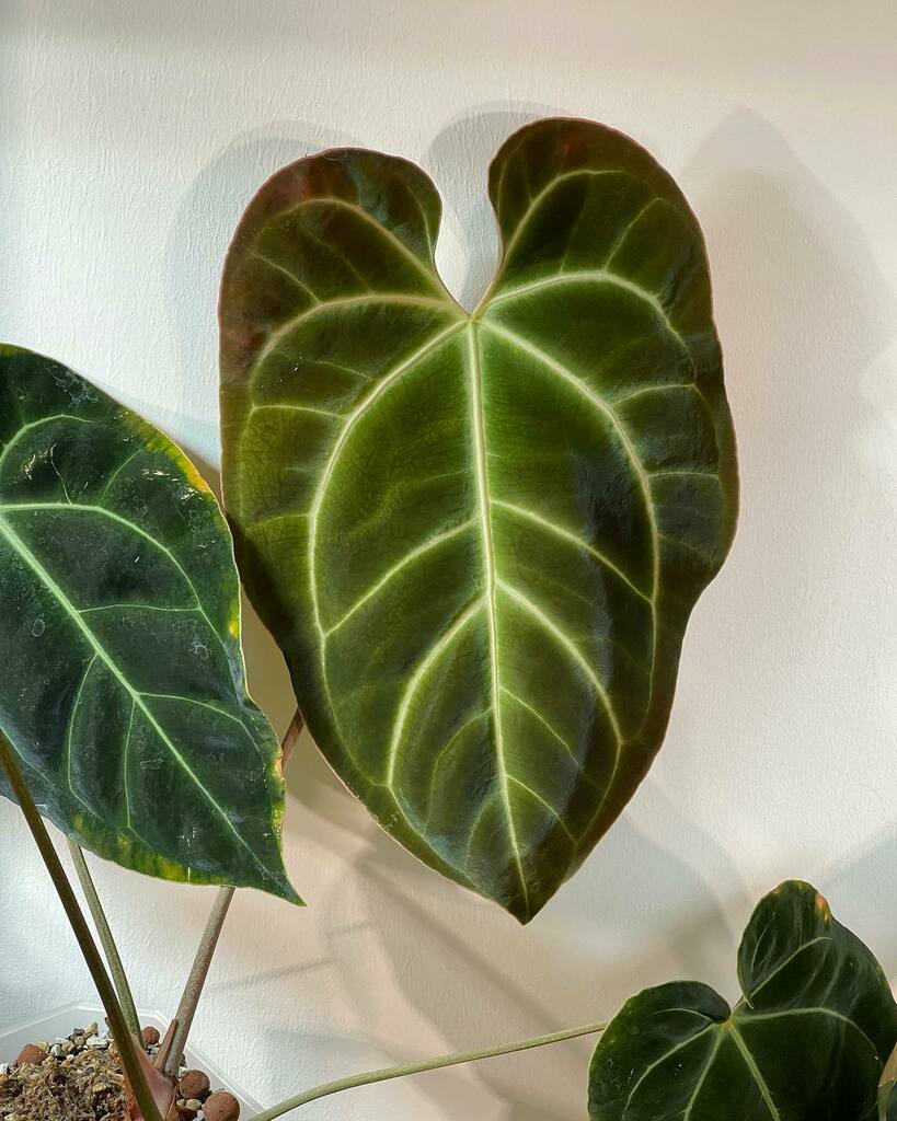 PrinciplePlant's tweet photo. Bessea aff - such a favourite of mine

#Anthuriumsanonymous #anthuriummadness #allaboutanthuriums #anthuriumcollection #leaftexture #ihaveathingforfoliage #ihaveathingforanthuriums #plantaddict #plantsofinstagram #plantstagram #plantcommunity #plantsmake… https://t.co/h849q8JZ6w https://t.co/7XNpJFiuca