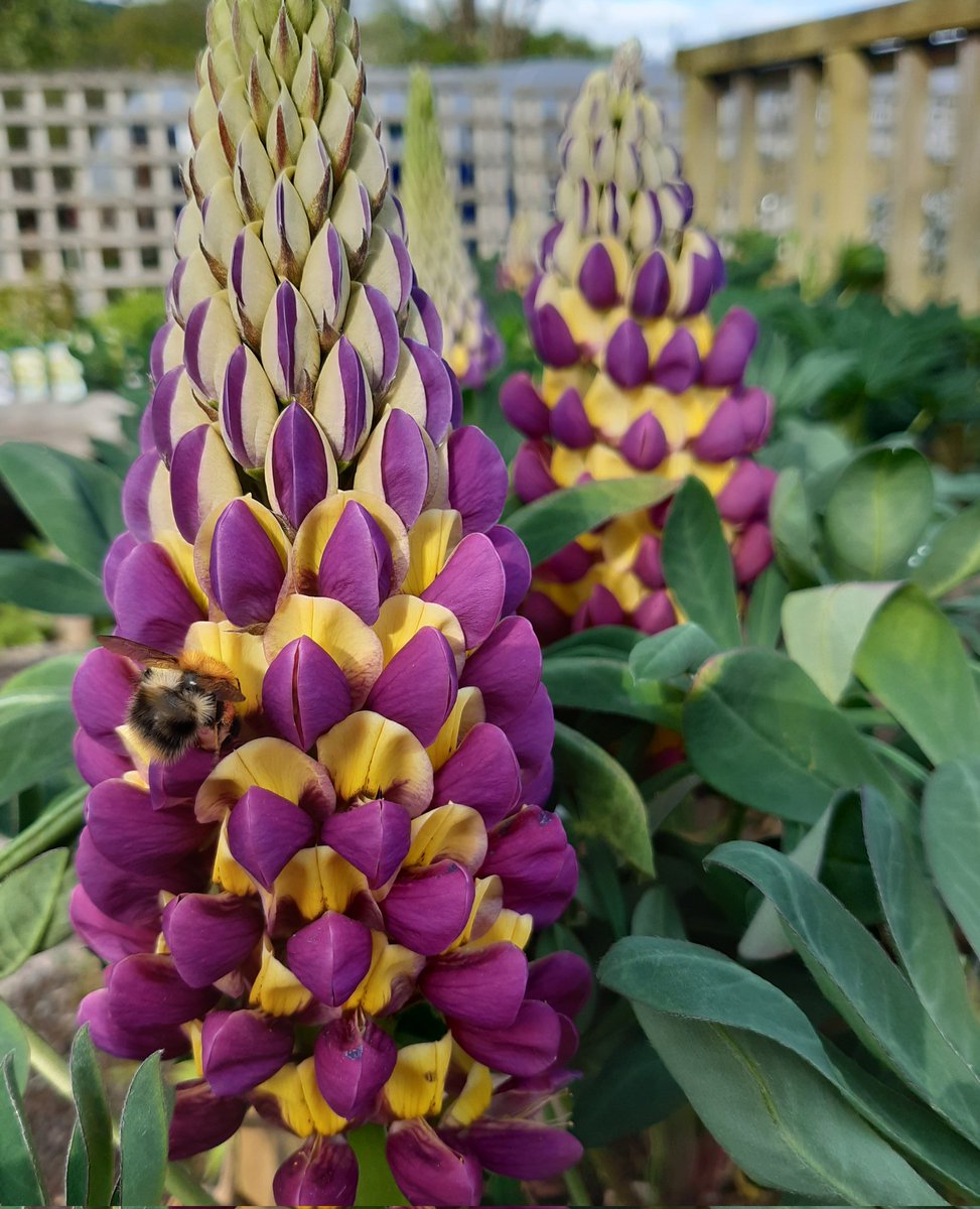 Lupins 'Manhattan Lights' a striking colour combination and loved by bees. #gardening #Devonplants