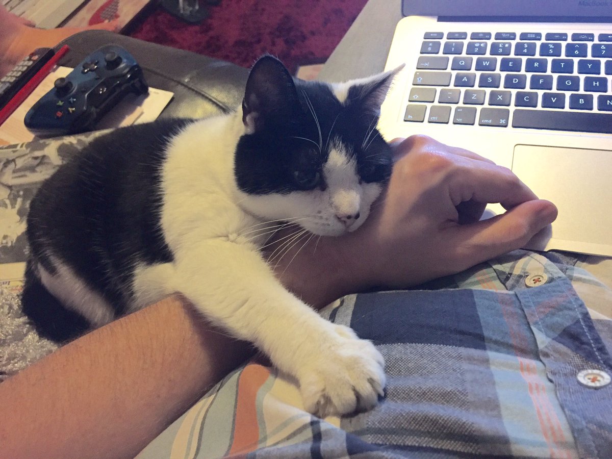 IanMartin007's tweet photo. I feel like I’ve lost my writing partner now that my little Poppy has died. She’s been by my side from the start. RIP Poppy. I love you and miss you. #CatsOfTwitter #RIP #writercat #savethecat #fuckcancer https://t.co/0FSxfRntMb