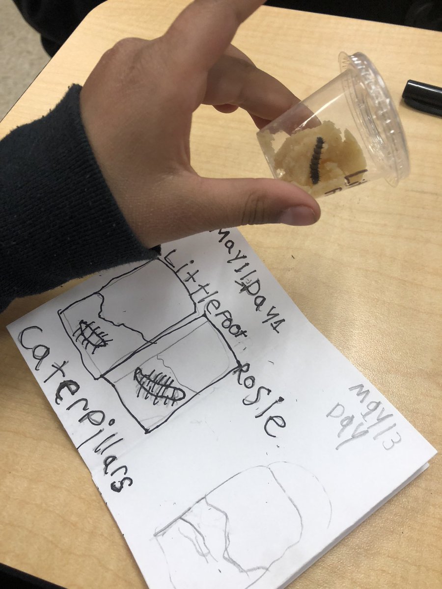 PrincipalAleta's tweet photo. CJM students are observing our caterpillars on their journey to become butterflies. #WeAreCBE @CJMCBE @Area4CBE https://t.co/GmcorklODm