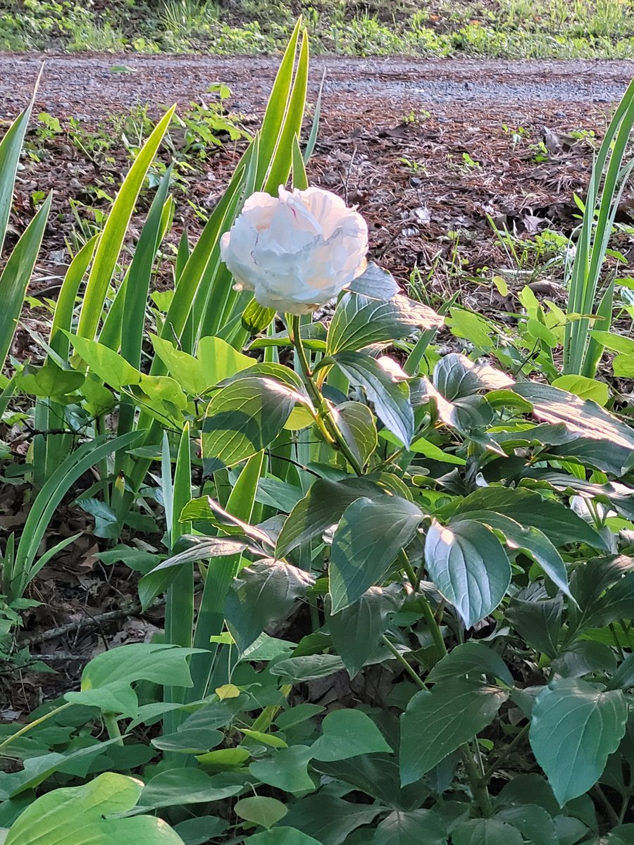 Via_lyn's tweet photo. Finding this in my yard made my day.🤍💚 https://t.co/zYUyvkUimD