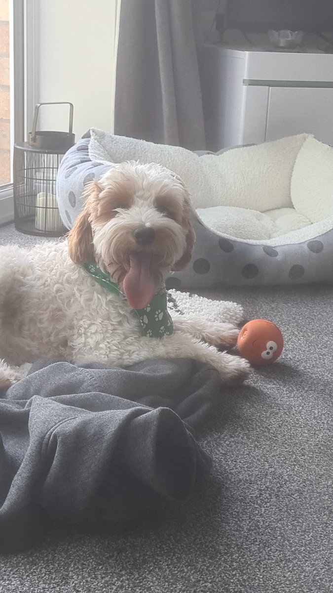 Chester chops has come for an Unexpected visit