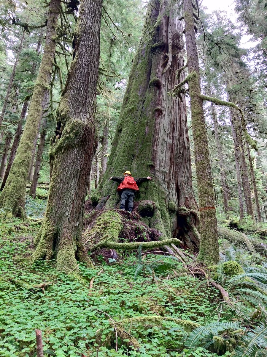 You never know when you might run into a giant!

Earlier this week Timber staff stumbled across this cedar tree that was 45 ft in circumference &amp; almost 15 ft in diameter! The Penninsula’s climate &amp; geography nurture forests of ancient, massive trees, some up to 1,000 years old.