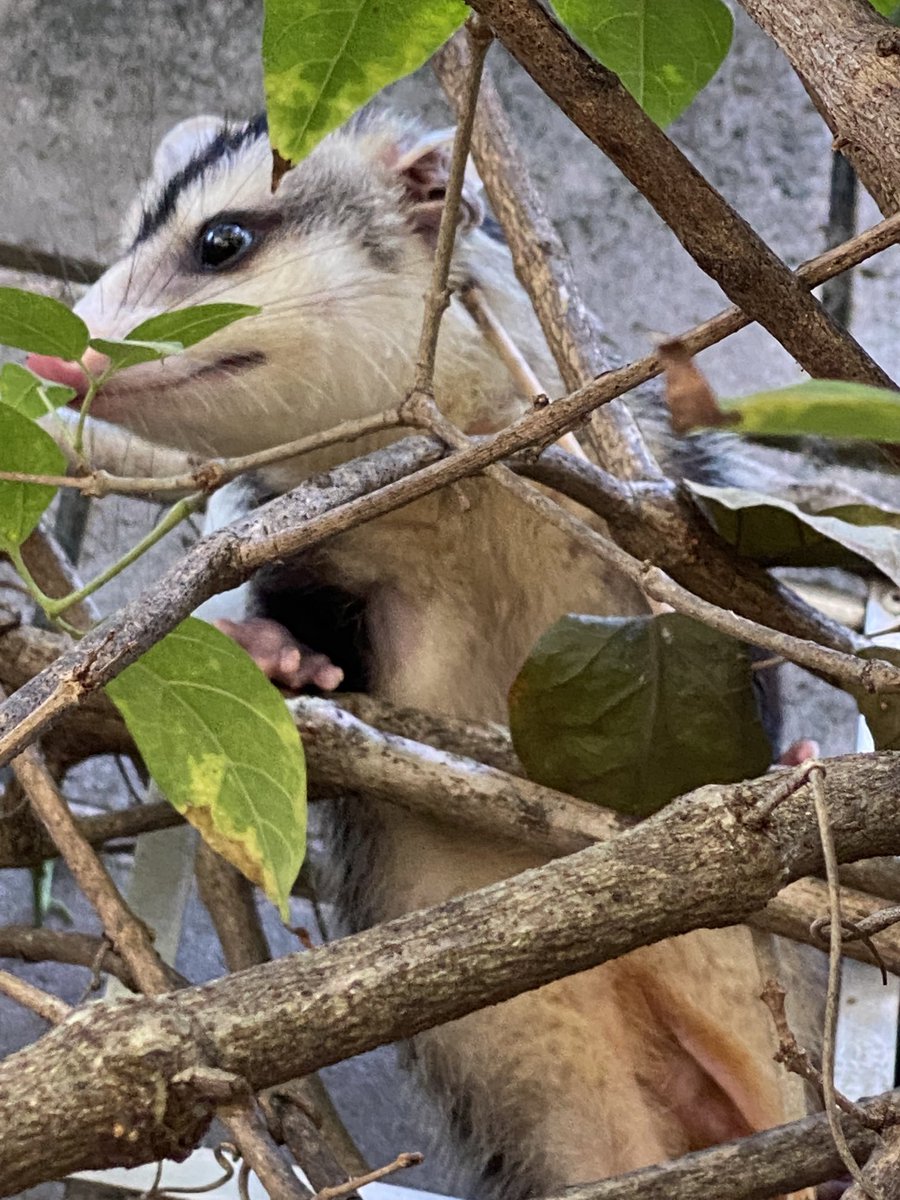 Ogadel's tweet photo. My beautiful #Gambá . She eats all #scorpious and #spiders in My #garden ! Live and let to live 😻 https://t.co/9mq3xc8EOi