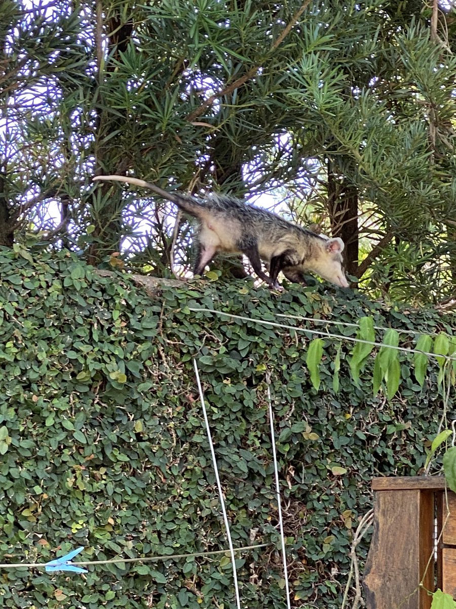 Ogadel's tweet photo. My beautiful #Gambá . She eats all #scorpious and #spiders in My #garden ! Live and let to live 😻 https://t.co/9mq3xc8EOi