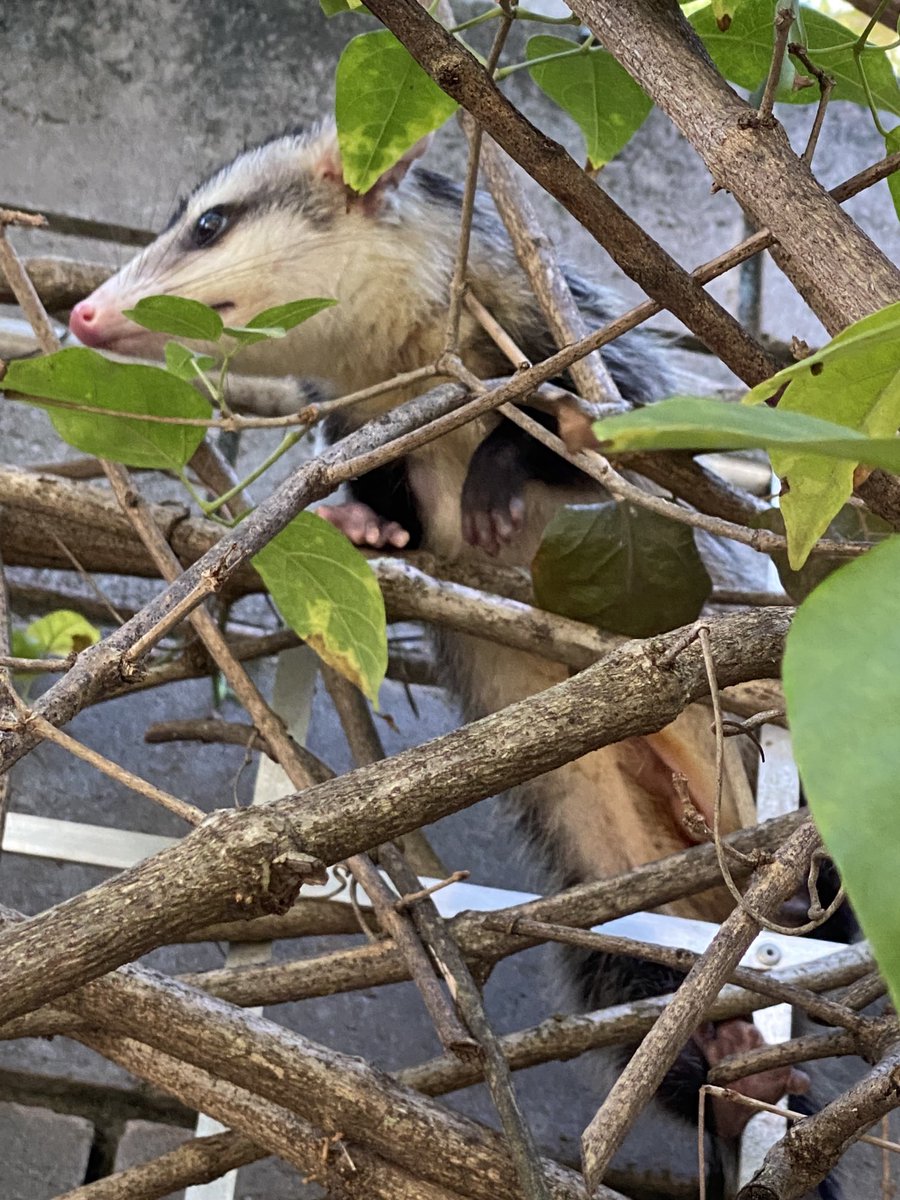 Ogadel's tweet photo. My beautiful #Gambá . She eats all #scorpious and #spiders in My #garden ! Live and let to live 😻 https://t.co/9mq3xc8EOi