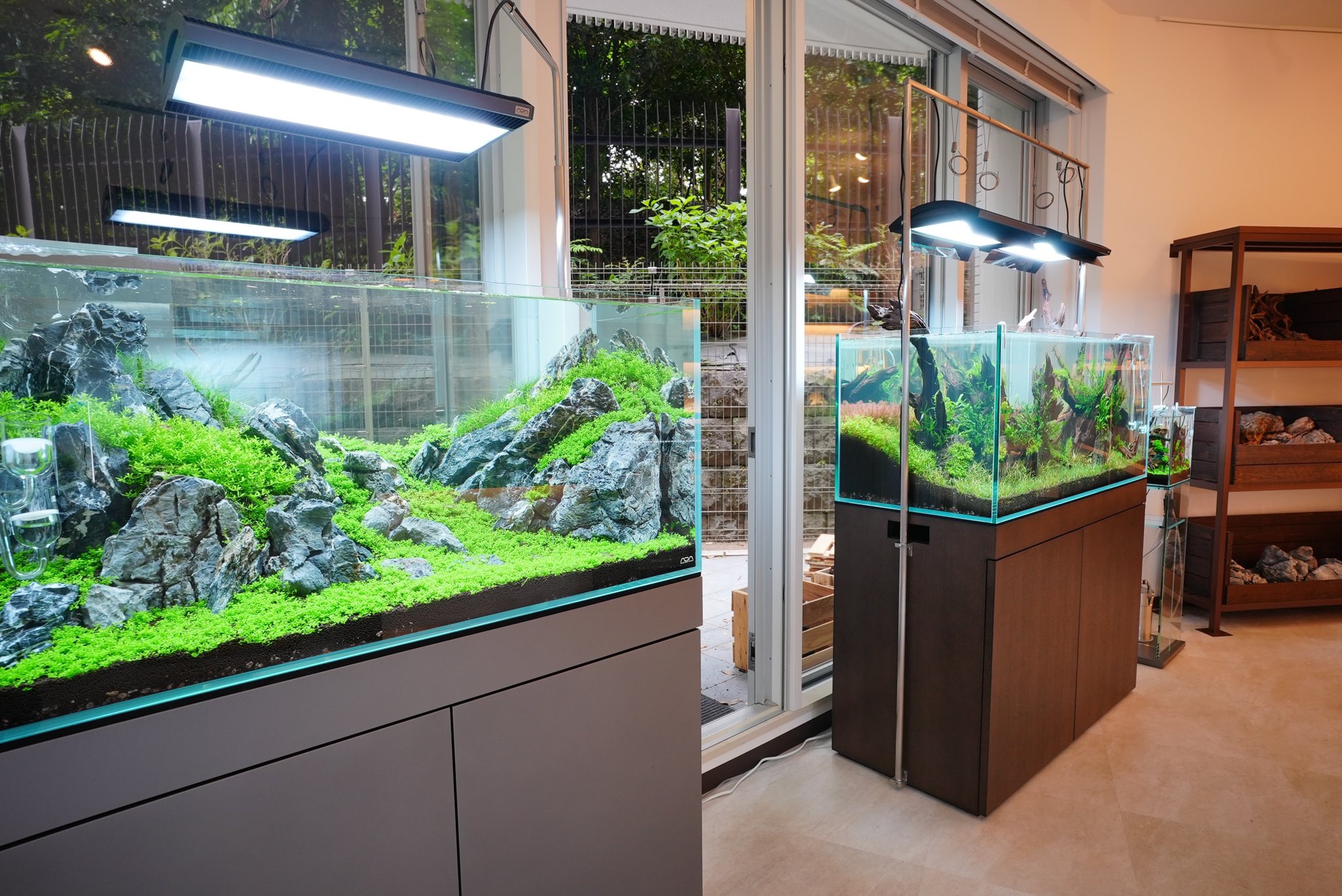 Aquashop Wasabi 東京店 アクアショップワサビ Aquashop Wasabi 新店舗の場所は 東京です 詳しい場所 オープン日時はこちらのtwitterでお知らせします 関東の皆様 今しばらくお待ち下さい アクアショップ アクアリウムショップ