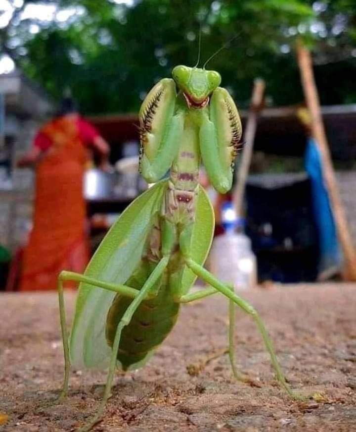 • Le meilleur teste de grossesse en Afrique.

Qui dit mieux ? 😁