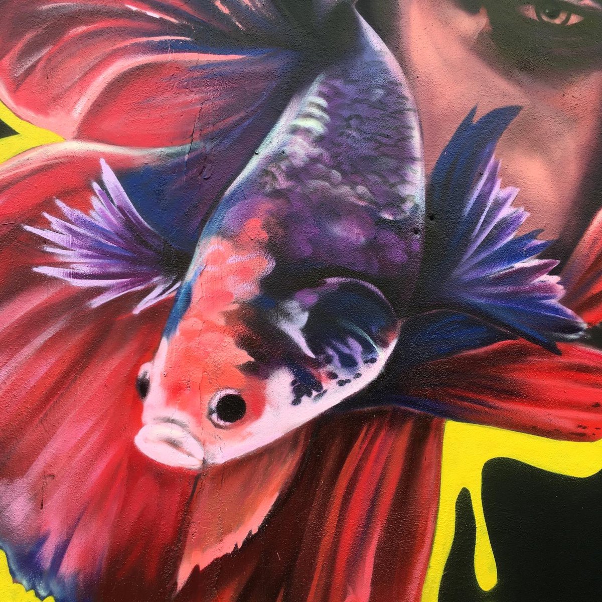 Sorrowful Betta 🥀
.
#bettafish #portrait #sorrowful #graffiti #graffitimalaysia #malaysiagraffiti #malaysia #spraypaint #graffitiart #colours #mtn #nbq #artofinstagram #red #purple #blue #realism #realistic