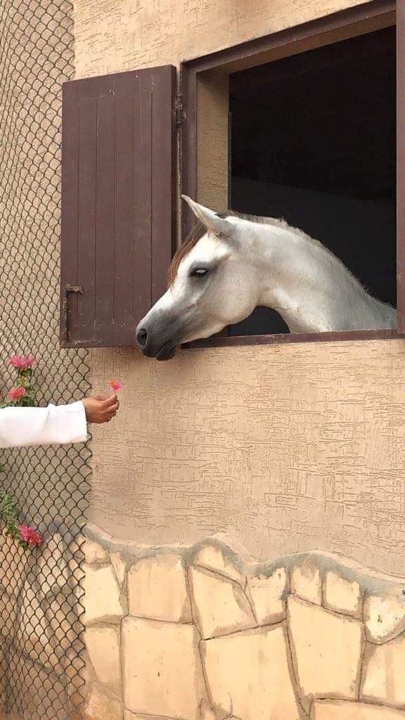 ليت   الهوا   ياشوق   يسمحلي  القاك
وآخفيك   بعيوني ولا احدٍ   يشوفك.

وآروي   ضُماَ روحٍ     وقلبٍ  ،،،، تمناك.
واَنقش حروف اسمي بداخل خفوقك