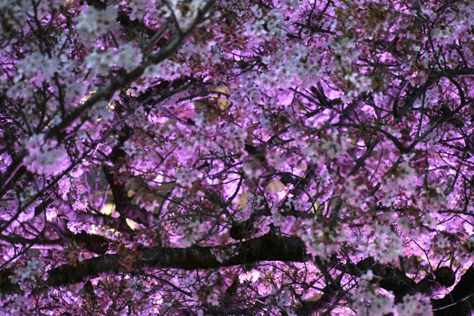 夜桜 高画質 のtwitterイラスト検索結果