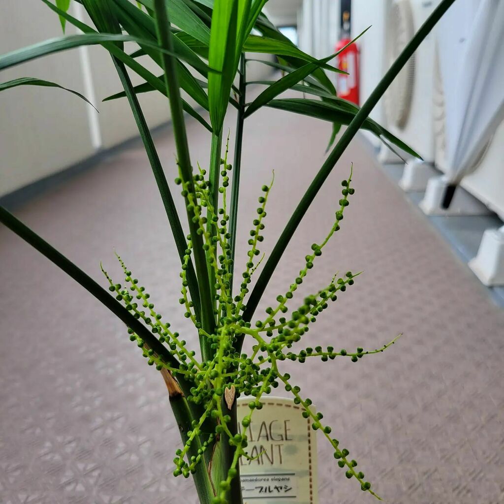 りん ゚ テーブルヤシのつぶつぶ これは花なの 蕾なの かれこれ4ヶ月近くこのまんま 確か去年もこの状態で夏を迎えたので切ったのよね 可愛いからもう少しそっとしておくけど テーブルヤシ 観葉植物好き プチジャングル T Co りん ゚ テーブルヤシのつぶつぶ これは花なの 蕾なの かれこれ4ヶ月近くこのまんま 確か去年もこの状態で夏を迎えたので切ったのよね 可愛いからもう少しそっとしておくけど テーブルヤシ 観葉植物好き プチジャングル T Co