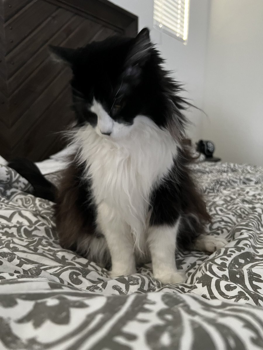 Mama gonna hab lazrs go in hers eyes today to halp hers sees betr. She excited. I hab a worry but she ses it b ok. She see me so mutch betr wen it dun. #CatsOfTwitter #cats #Jersey