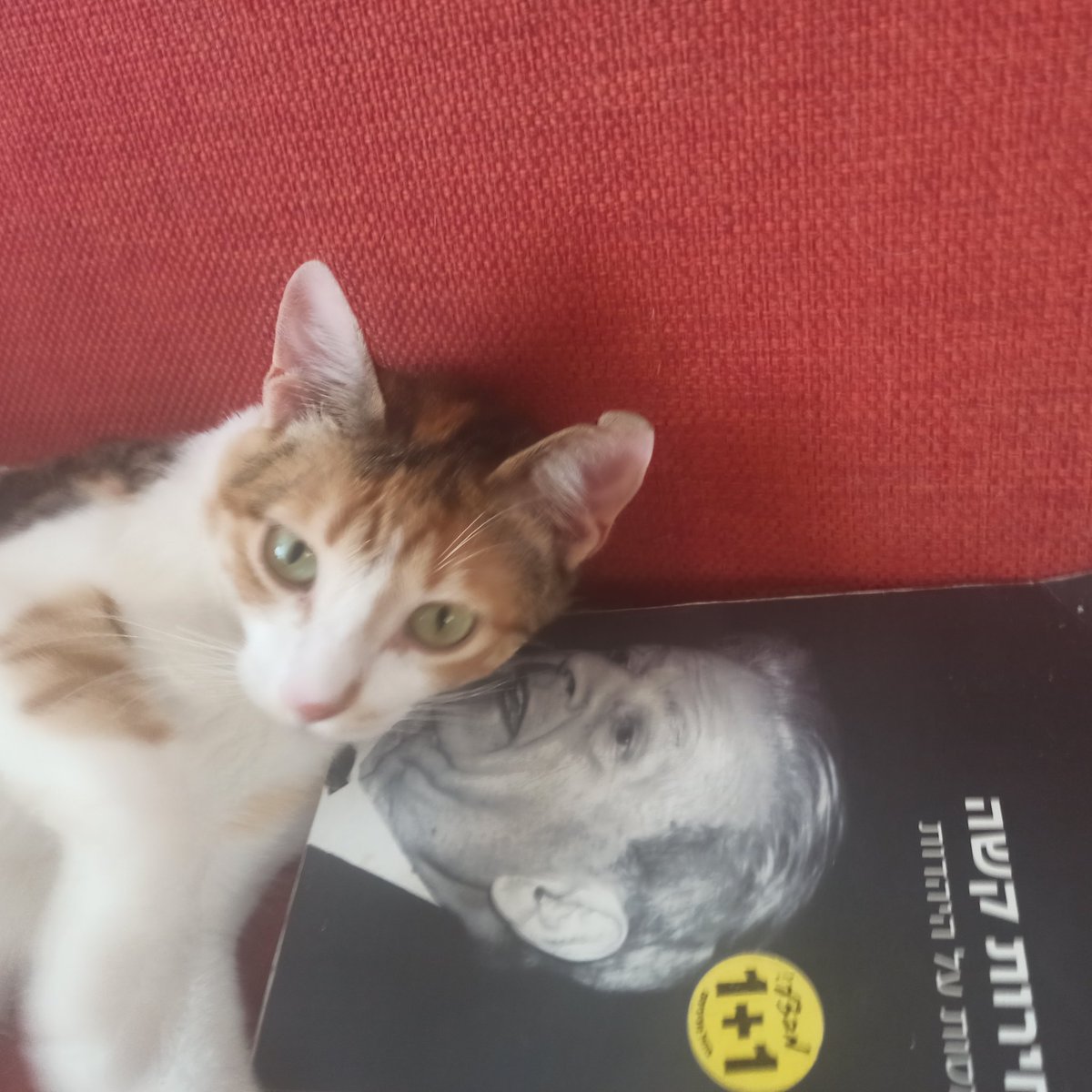 מלאך בחול tweet media