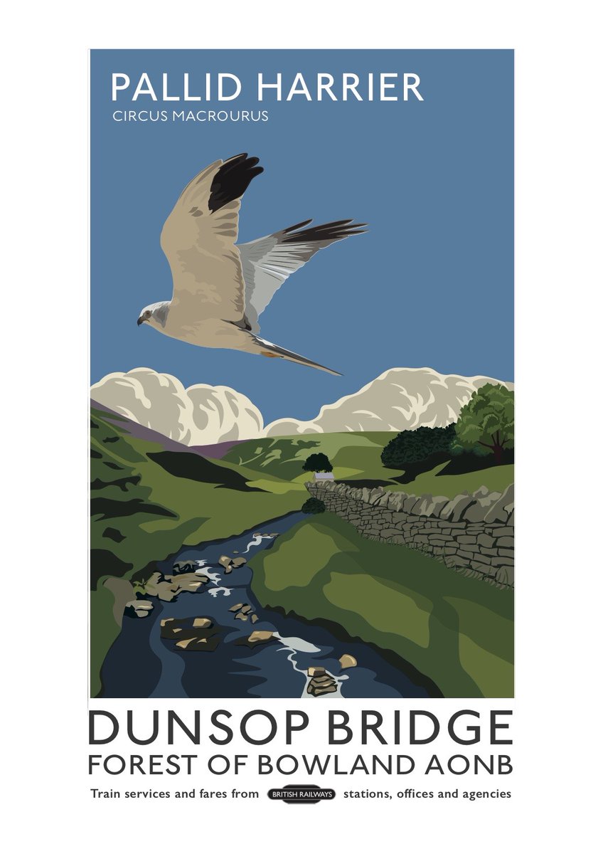 1755Dictionary's tweet photo. Morning. It's #HenHarrierDay today. Quite by chance I was recently commissioned to design this poster for a client to celebrate the 2017 sighting of a Pallid Harrier in @forestofbowland. Please support these precious creatures via @HHDayUK &amp; @RaptorPersScot xx https://t.co/ykXfAaMBd9