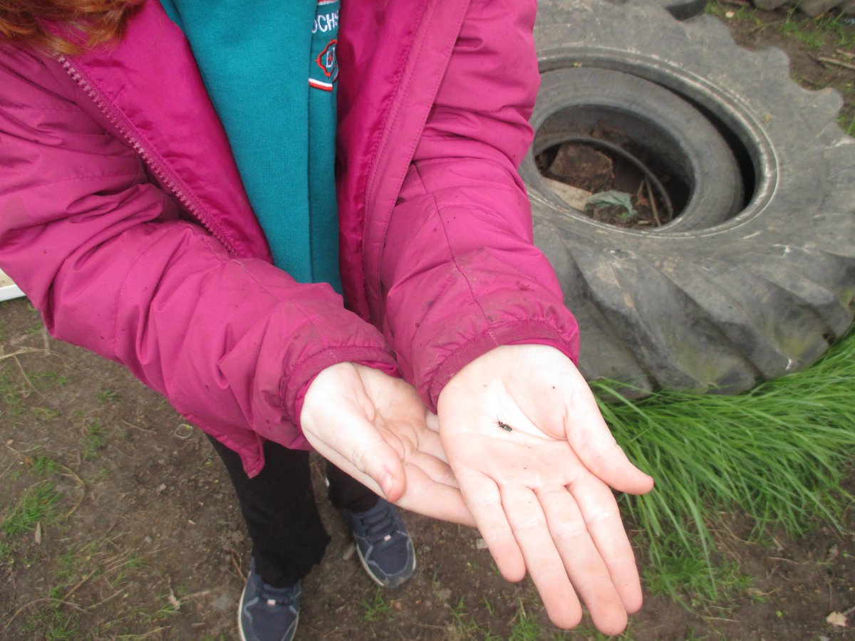 Lochside Primary tweet media