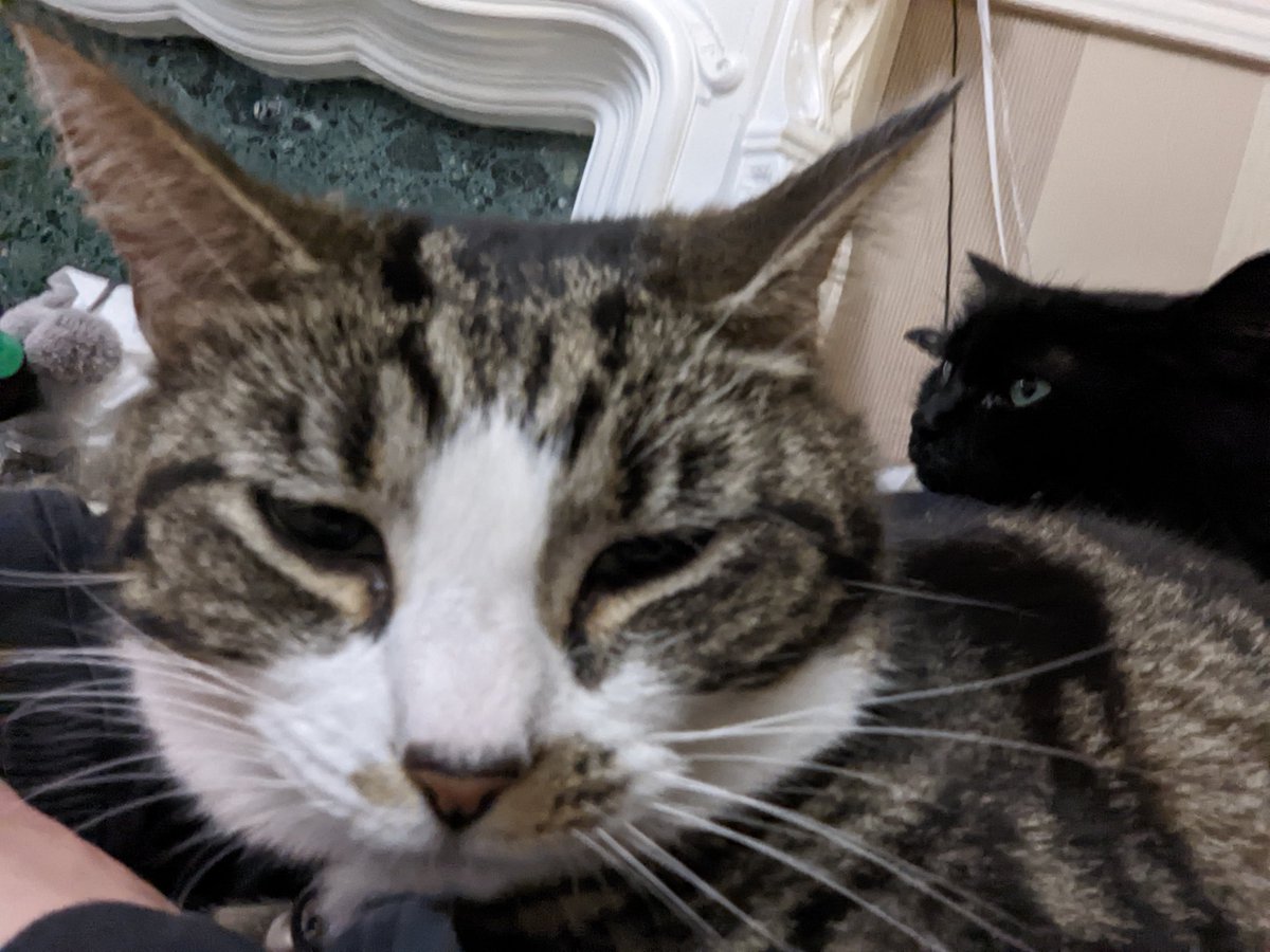 OzIzZoP1's tweet photo. Sat on the hoomin, brother sat on me. How's that fair?! #CatsOfTwitter #catpuddle #cattower #cats https://t.co/x5iY1YhqQT