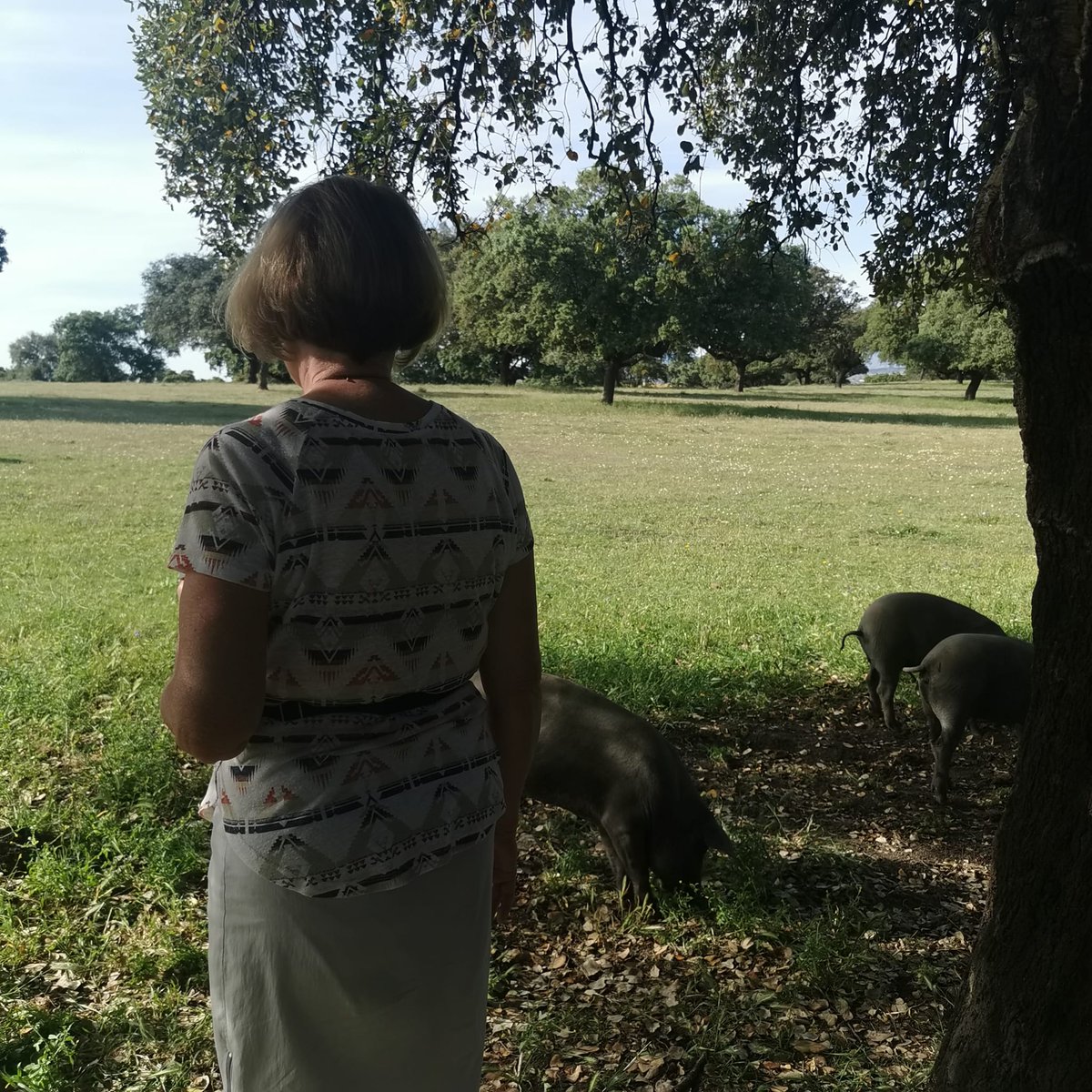 Contemplando in situ La Dehesa
#SierradeMonfragüe #jamonesyembutidos