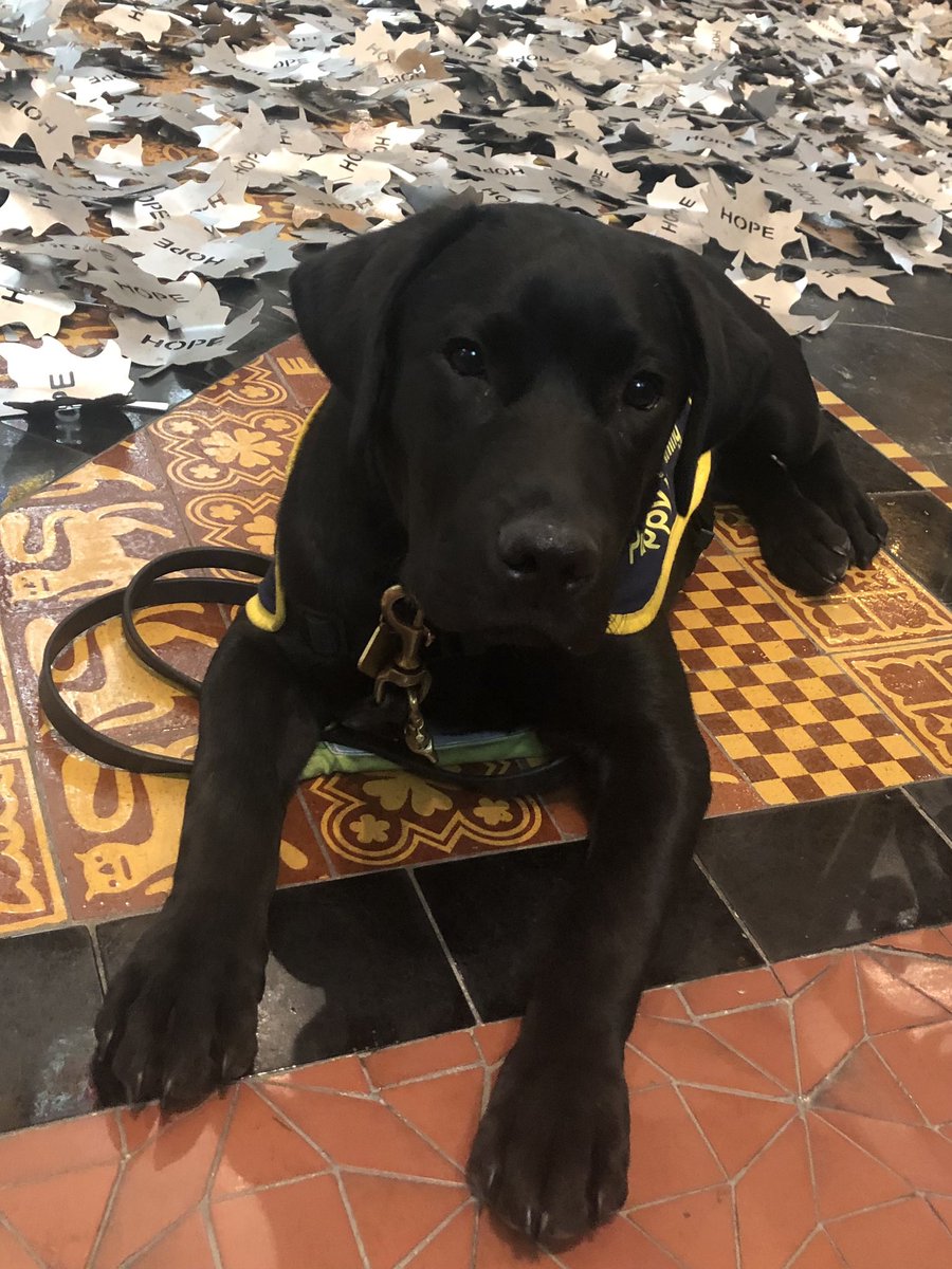 YazzyDr's tweet photo. The lovely leaves and Fergus https://t.co/JDACNJ7phw