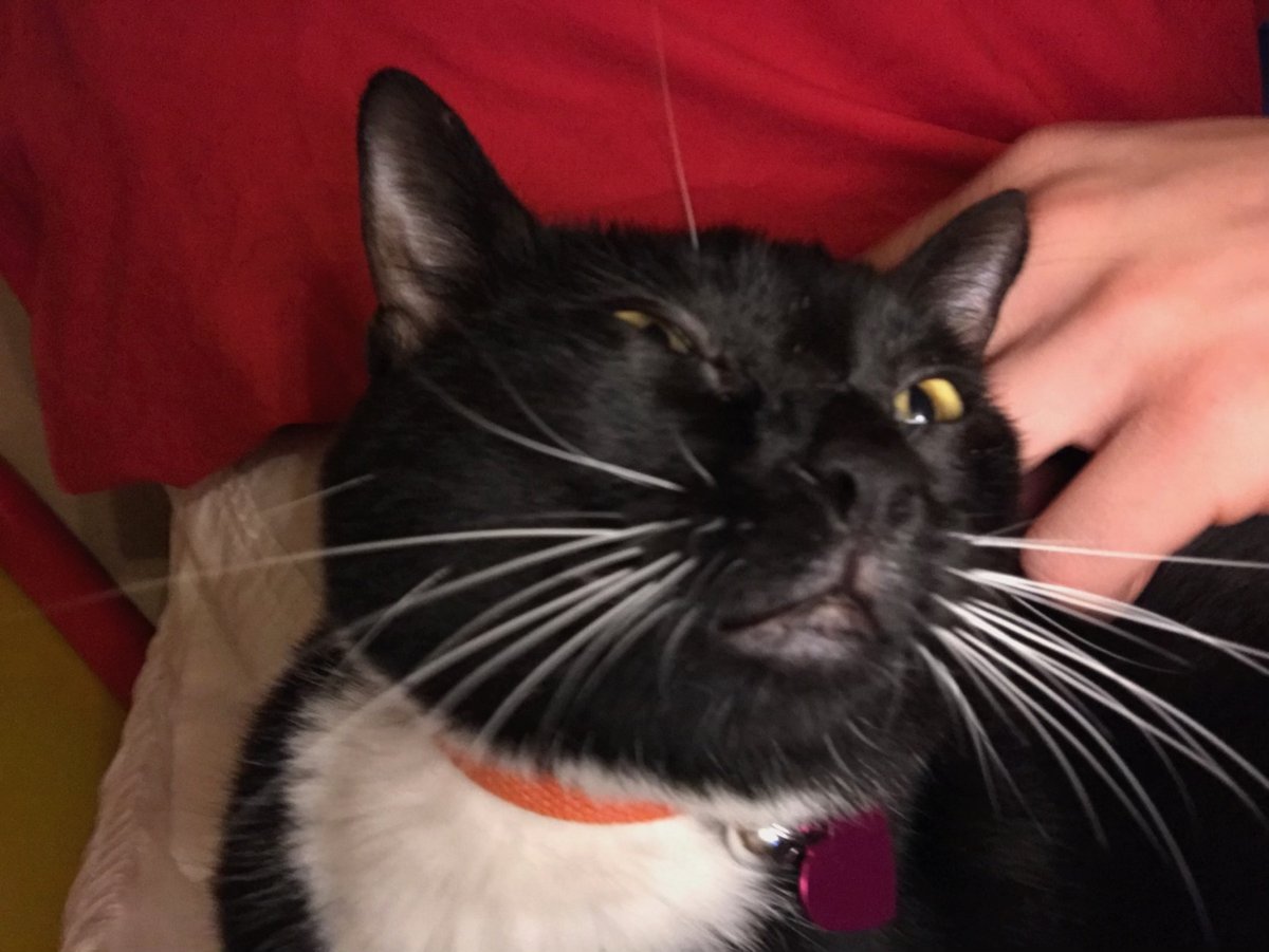 baileybraeseke's tweet photo. my good friend's cat Cleo desperately needs medical attention and it’s reached the point where he can no longer afford the expenses. please donate if you have the means to and if not, a retweet could go a long way in helping save this sweet, silly girl❤️
https://t.co/fDoXzxImac https://t.co/I7Z5rpnCDu
