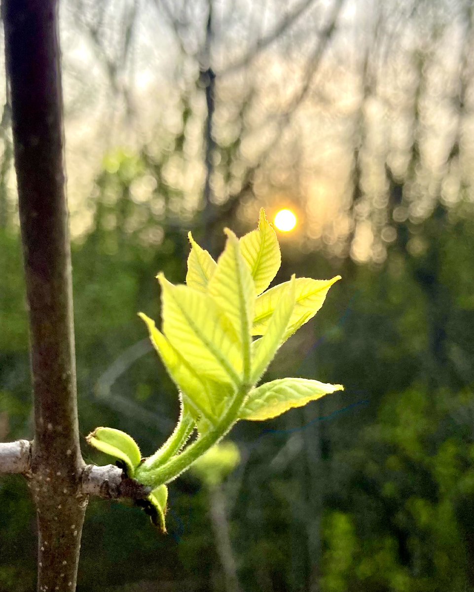 geekchef's tweet image. #goodmorning #friday #tgif #morningwalk 
#roadsideattraction #leaves #buds  #sunrise #sunrisephotography #spring #ottawa #nature #naturephotography #shareyourweather #stormhour #aylmer #aylmerqc #aylmerquebec #gatineau #outaouais @BlacksWeather @MurphTWN