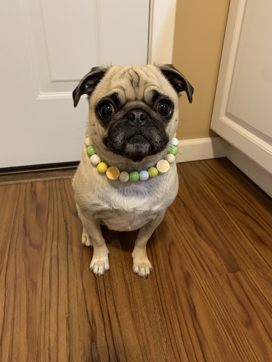 Happy FriYay friends! 💛 I am wearing one of our new necklaces. It is called lemon 🍋 lime. Mum and I working out the sizing on them. Have a pugtastic day and a pawtastic weekend! #pugs #Pugsoftwitter #dogsoftwitter #smallbusiness #fashionista #BeKindAlways