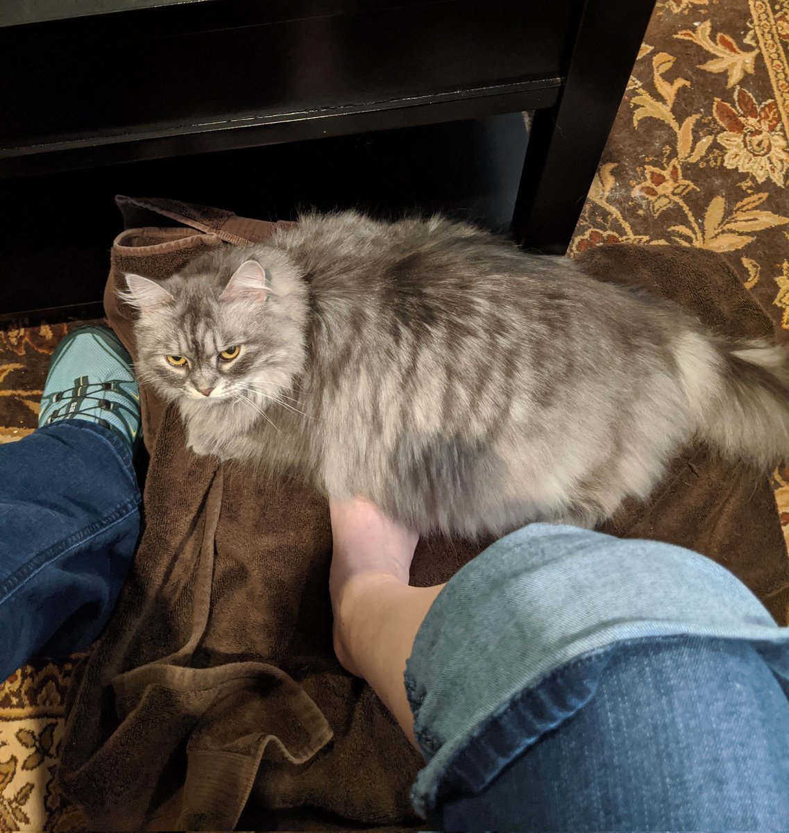 WereErin's tweet photo. She is keeping my toes warm while I ice my foot. And she is judging me for it. *stupid mom putting her foot on a cold. warms are for sits. not colds. I will help her but I do not like it.* https://t.co/cp2ta6ZNDn
