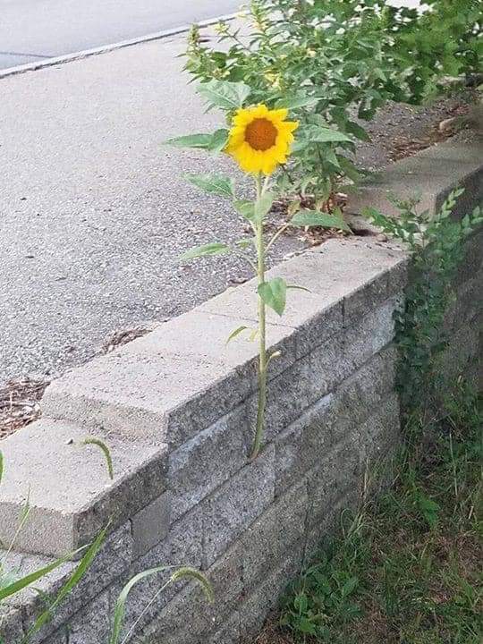 OperationEarth5's tweet photo. Nature is persistent! 💚🍃

#OperationEarth #OE5 #earth #nature #ClimateCrisis #SaveSoil #savetheplanet #savetheearth #Today #fridaymorning #FridayFeeling #planet #Flowers #FlowersOnFriday #ClimateActionNow #plants https://t.co/XDsiPCtFve