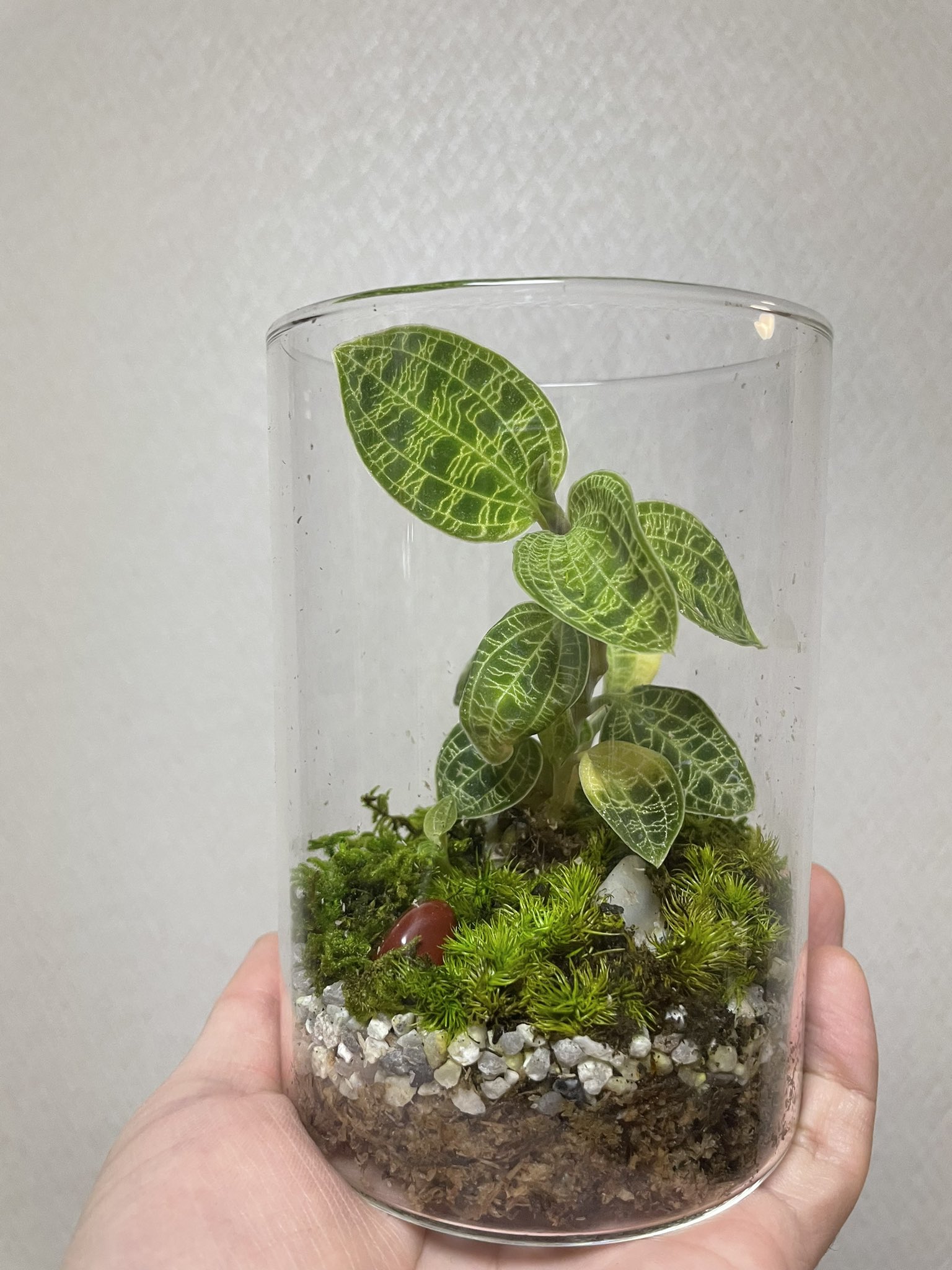 激レア　マコデス　リミィ　東カリマンタン　中苗　ジュエルオーキッド 激レア マコデス リミィ 東カリマンタン 小苗 ジュエルオーキッド