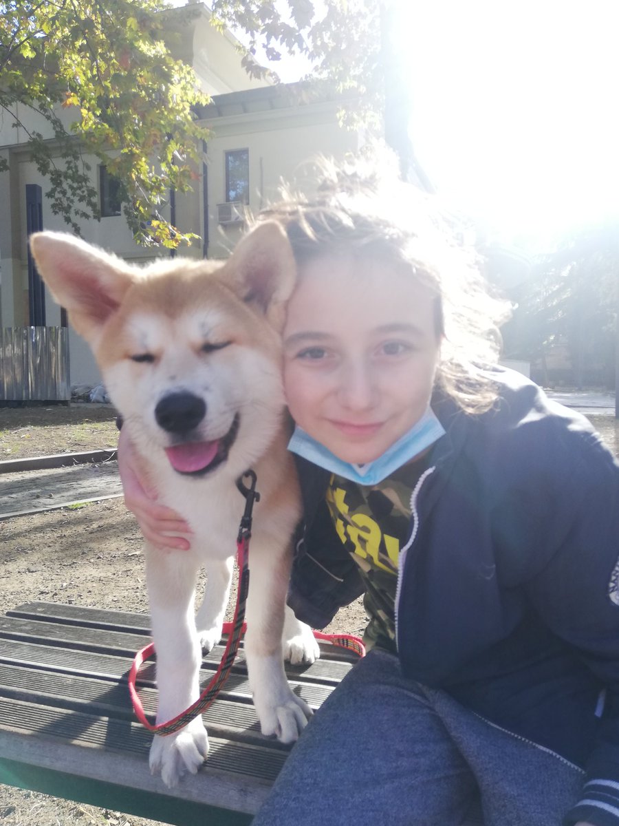 #Akitainu #puppy Taio and Beqa