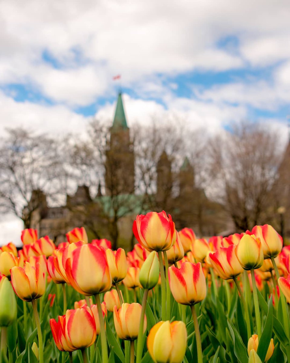 Today marks the first day of the world’s largest #TulipFestival, located in 🇨🇦’s capital. Celebrating the festival’s 70th Anniversary, #Ottawa will once again be painted in the bright colours of over 300,000 #tulips in bloom! 🌷 

📸 travelling_manitoban/IG