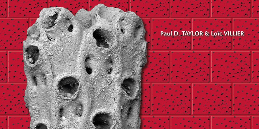 Publi_MNHN's tweet photo. [#Geodiversitas] Cretaceous microporid cheilostome bryozoans from the Campanian historical stratotype of southwest 🇫🇷

🔗 https://t.co/AwWhDGqCPC
✒️ Paul D. TAYLOR &amp; Loïc VILLIER
#Cretaceous #newspecies #bryozoans #bryozoan #stratotype #FossiFriday #Paleontologist #Bryozoa https://t.co/ZDw30oIeC8