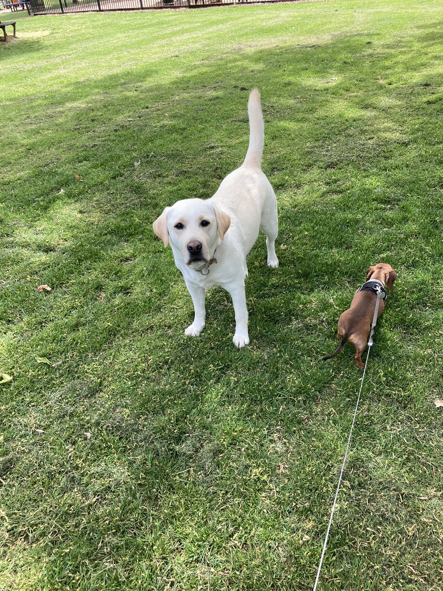 We met Merlin today. Big softie. #Dachshund #labrador