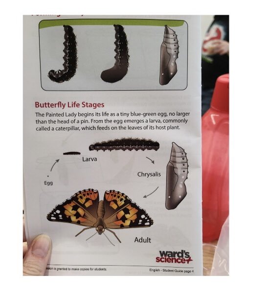 Our Painted Lady larvae arrived in grade 1/2! Ms Bain’s students are so excited. In 3 weeks we will have Painted Lady Butterflies! #TVDSB #WeAreVikings