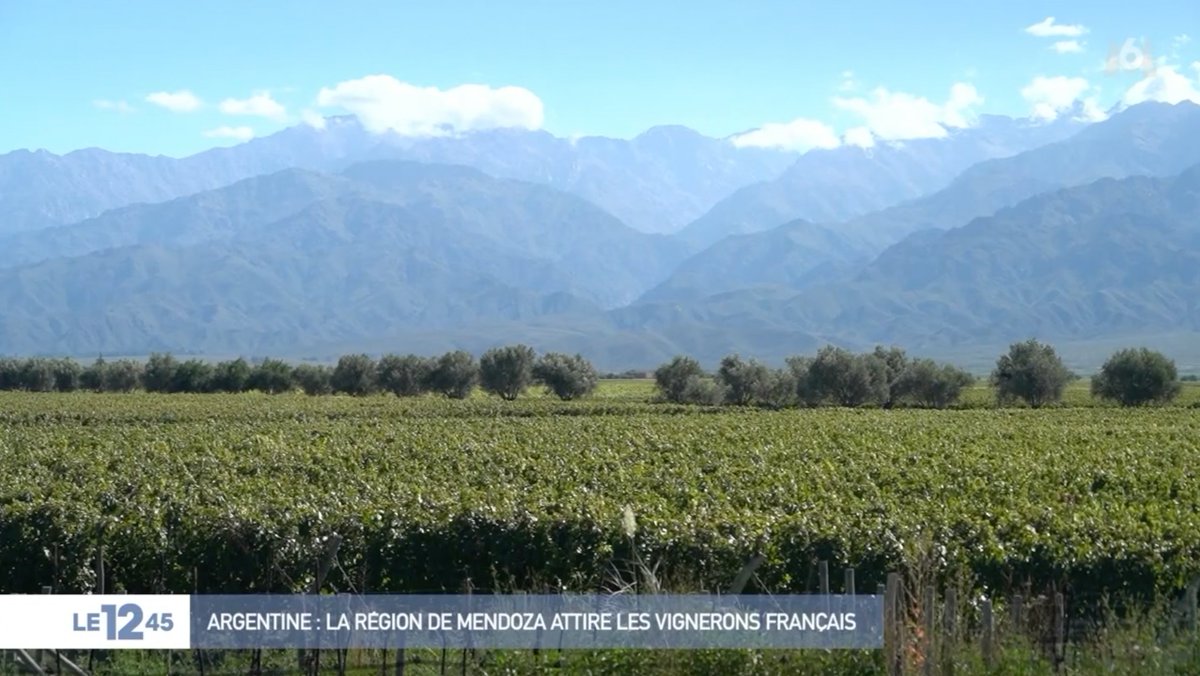 Avec la Cordillère des Andes en toile de fond, la province de Mendoza en Argentine réunit les conditions idéales pour faire pousser du bon raisin. Avec <a href="/nicolasflon/">Nicolas Flon</a>, nous avons suivi des vignerons français qui y produisent leur vin. 🍇🍷youtu.be/UdXoIHlEh7Q