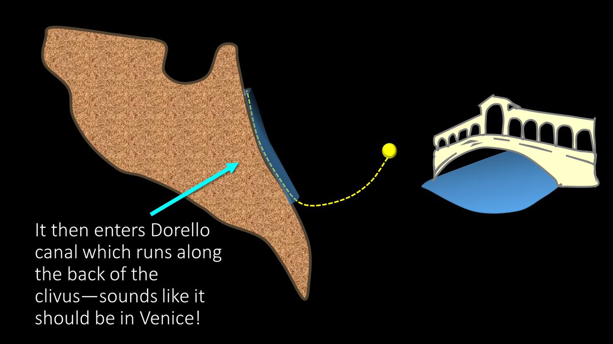 4/It then enters Dorello canal, a channel at the lateral aspect of the posterior clivus, right by the petrous bone. This canal travels superiorly—taking the nerve up towards the orbit, where it will eventually end up