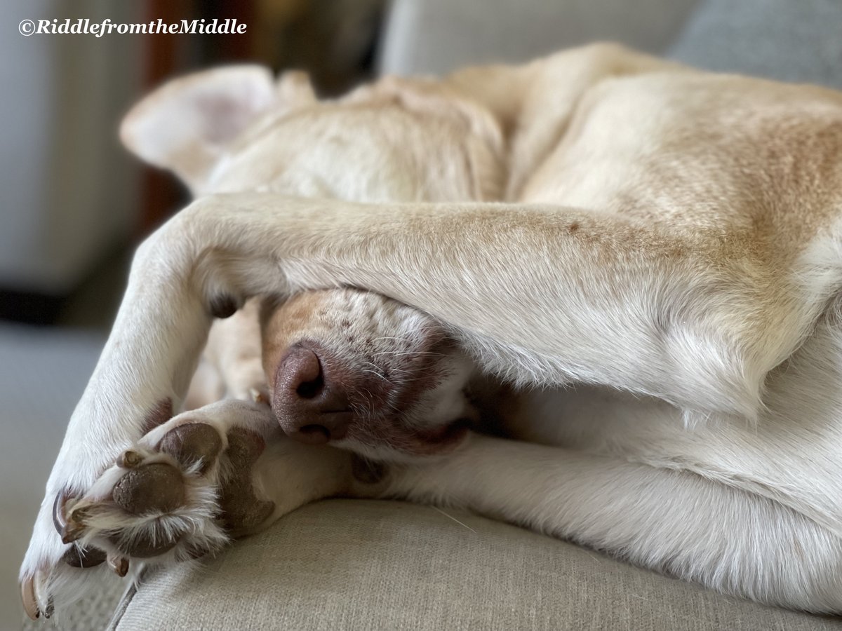 perRFTM's tweet photo. I prefer to say Phoebe's a dog of her convictions. Those convictions might lead her to a urinary tract infection but at least she's committed. #40things #humor #life #blogging #pets #dogs #technology #RFTM https://t.co/bciXwnrPpj https://t.co/nXykBwLj90
