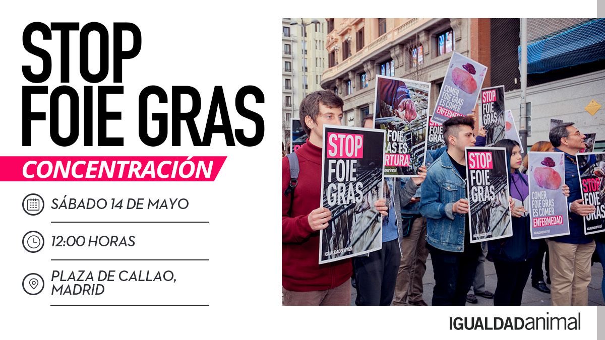 SaraSalamo's tweet photo. Mañana 12 de mayo empezaremos la voz para el fin de la #alimentacionforzada 

#STOPFOIEGRAS https://t.co/vS8NlTdNzA