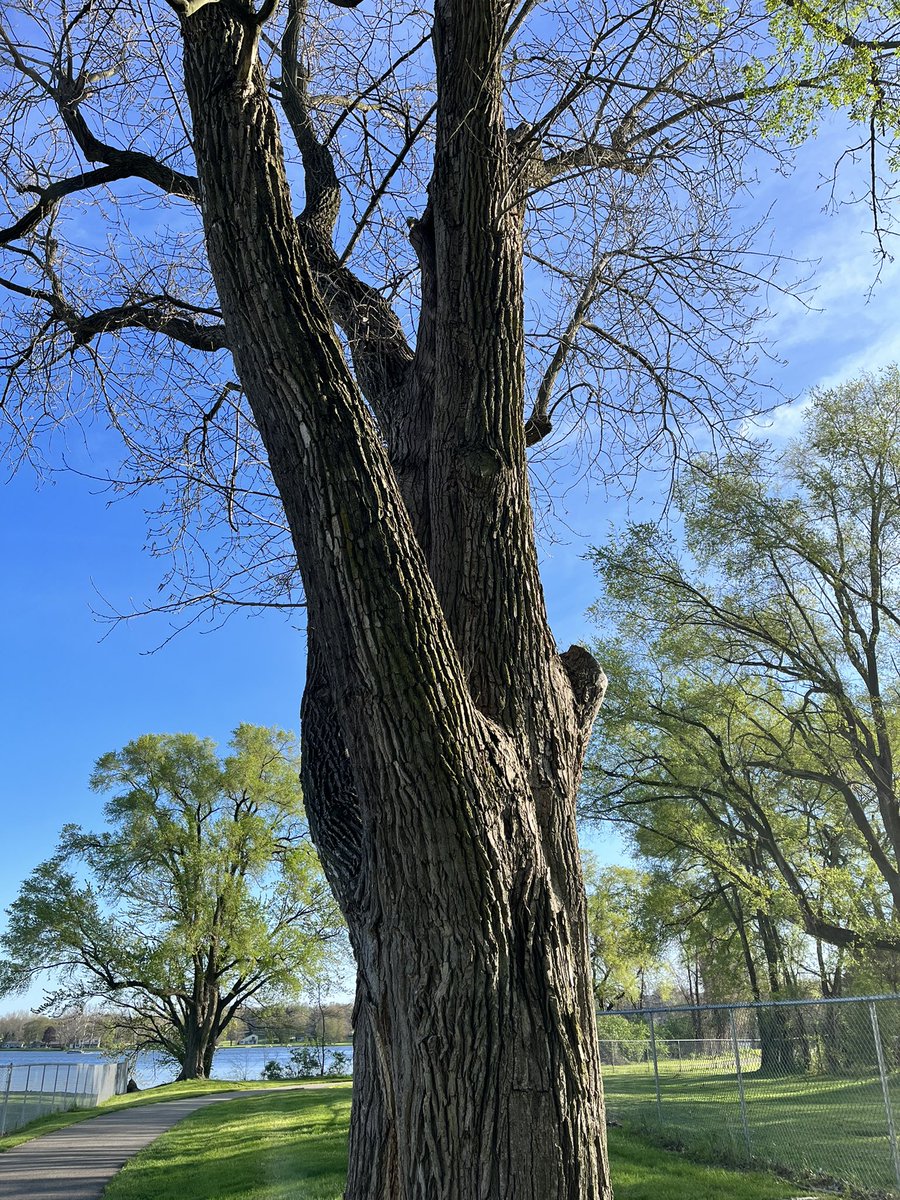 rossjmyers's tweet photo. I haven’t posted any #ThingsOfBeauty lately, but I haven’t stopped taking pictures!  These are from earlier this week! @WatchTheBreaks @oriolesrise @BettSpaghett79 @BuckCityBreaks https://t.co/PyVnPjDnQ5