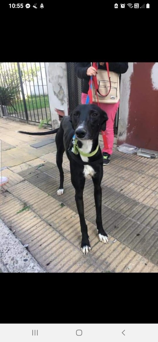 Tabyta201's tweet photo. 🔴MORENA EN ADOPCIÓN RESPONSABLE 
Galguita de 2 años. En su corta edad conoció el maltrato y la crueldad humana 😔
Hoy está lista para formar parte de una familia que le de todo el amor que se merece y la cuide para siempre 💗
Es un amor y se lleva bien con otros animales. https://t.co/rPeUeGg4PY