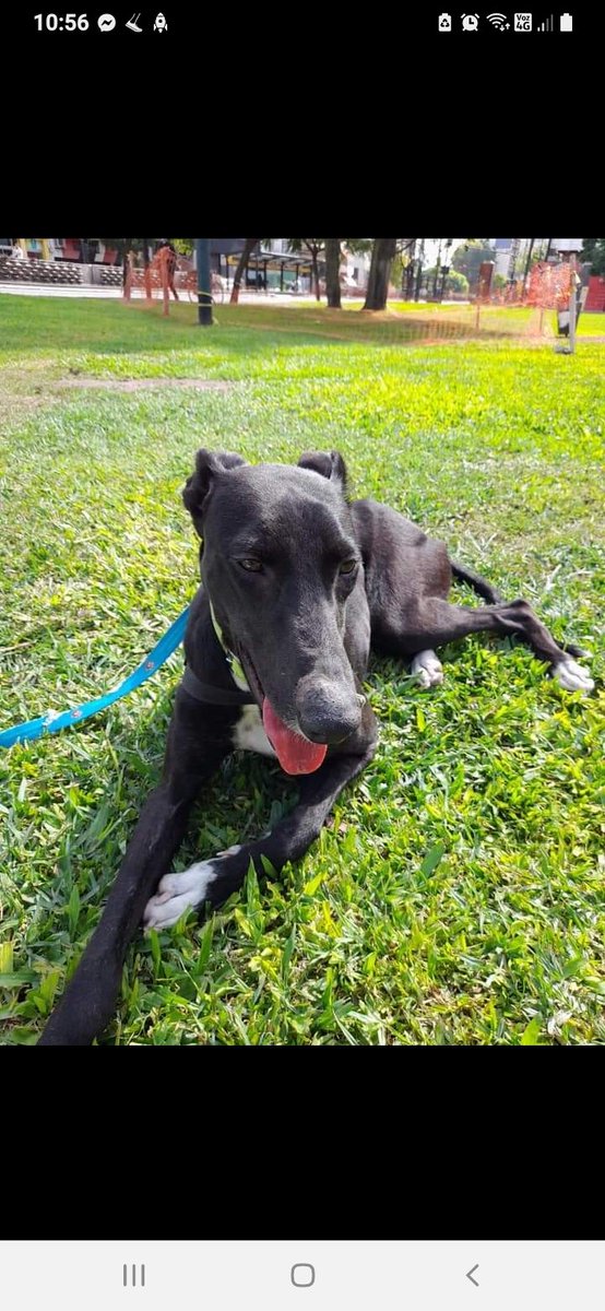Tabyta201's tweet photo. 🔴MORENA EN ADOPCIÓN RESPONSABLE 
Galguita de 2 años. En su corta edad conoció el maltrato y la crueldad humana 😔
Hoy está lista para formar parte de una familia que le de todo el amor que se merece y la cuide para siempre 💗
Es un amor y se lleva bien con otros animales. https://t.co/rPeUeGg4PY